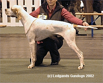 Junior Dog